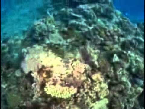Terra Ferma - X-Asp