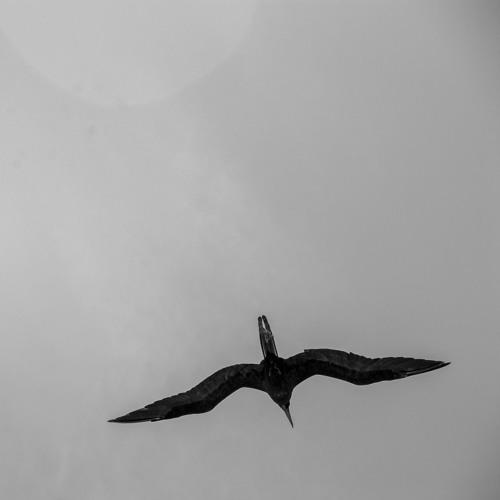 Blackbird - JLL