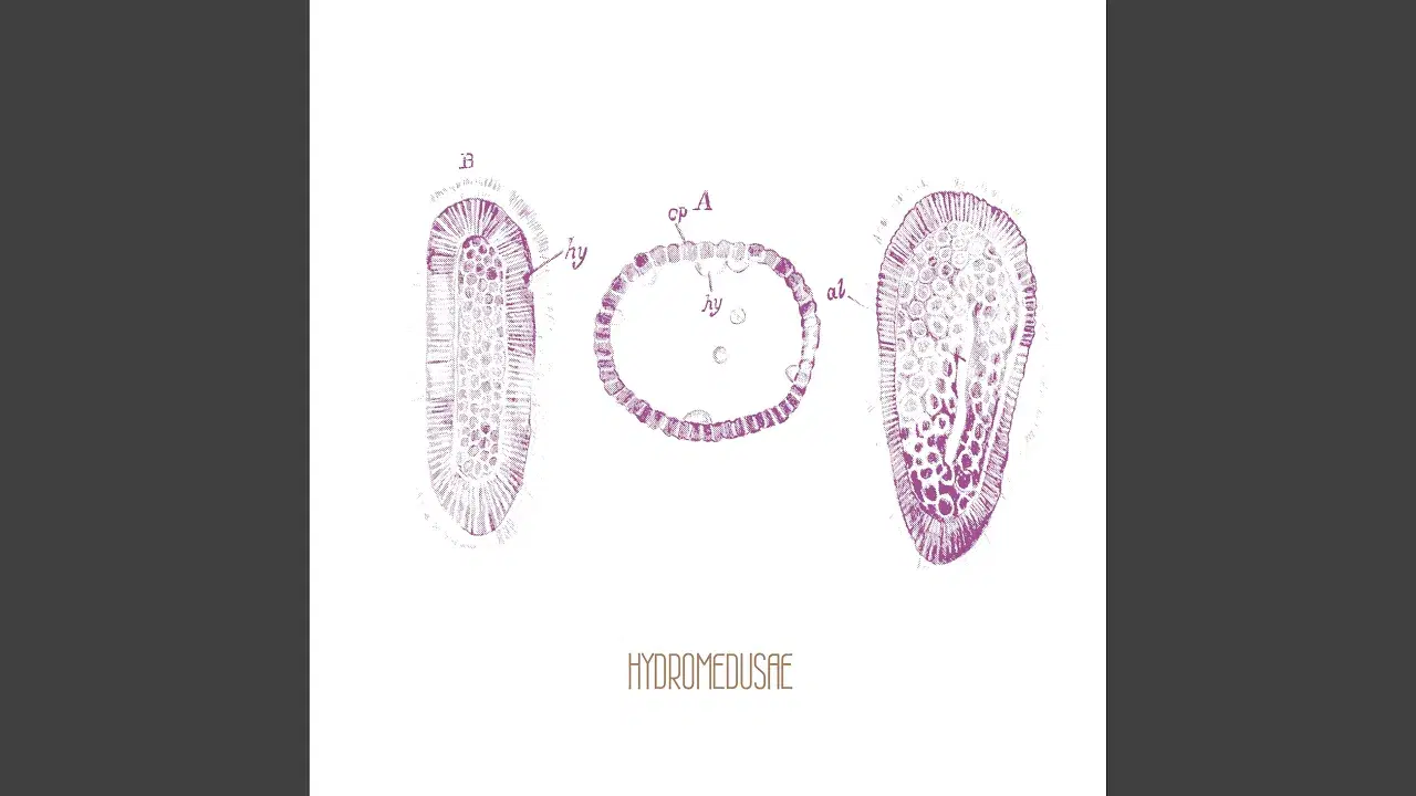 Hydromedusae - Hydromedusae