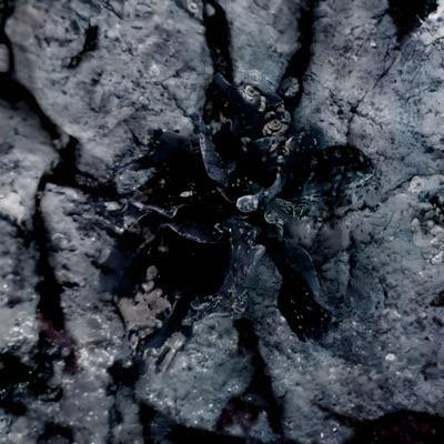 OS06 Solma - The Consciousness Of Plants - Solma