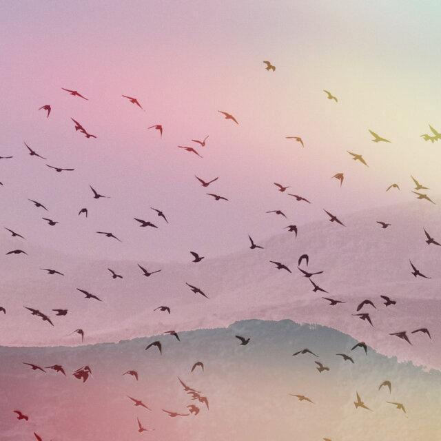 Moving Wings - Harbors