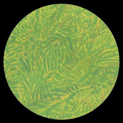 The Bongoman Archive - DJ Plant Texture