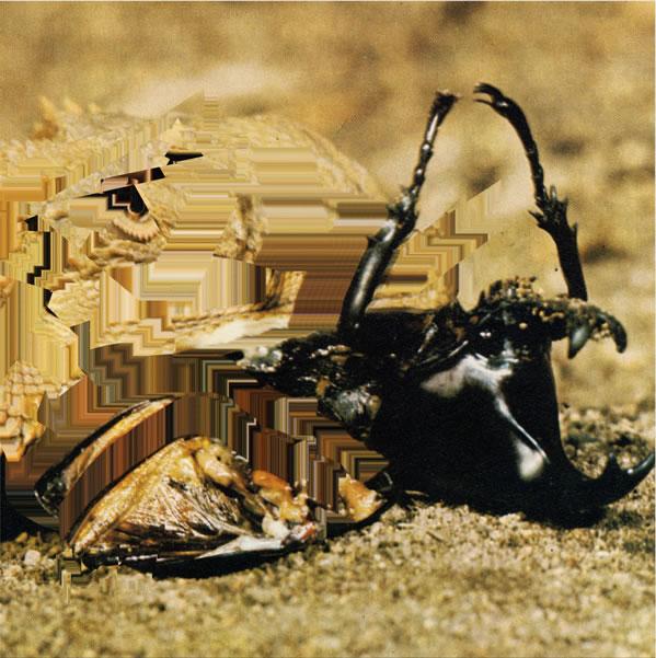 3 EP - Terrificolor