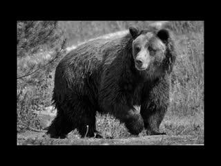 Mr. Bear Comes To Town / Radar - Mr. Bear & His Bearcats