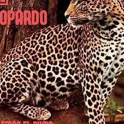  - Leopardo