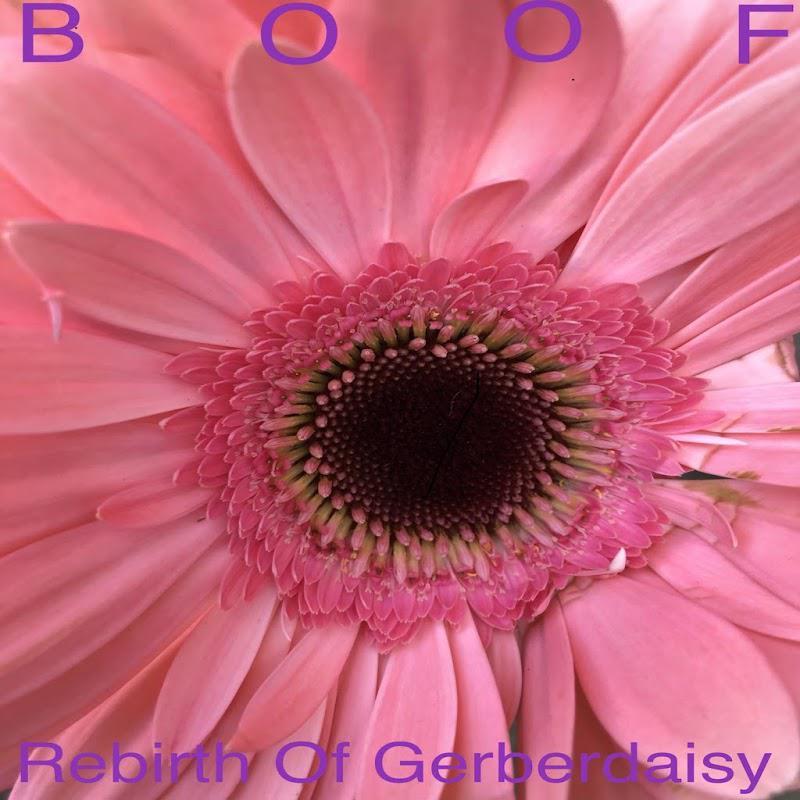 Rebirth Of Gerberdaisy - Boof