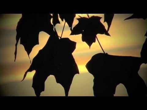 Good Mellows For Sunset Feeling - The Project Club