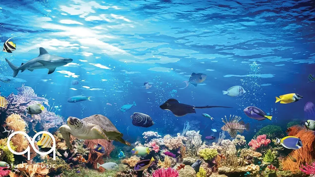  - Aquarium