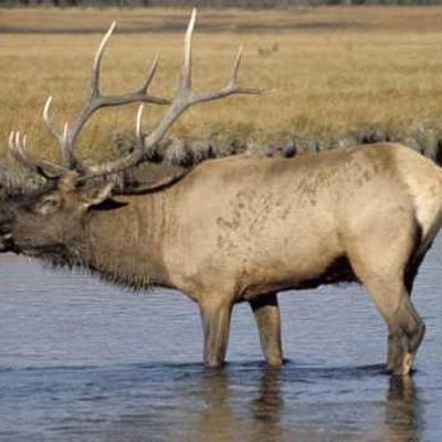 ELK - SSD Remixes - Elk