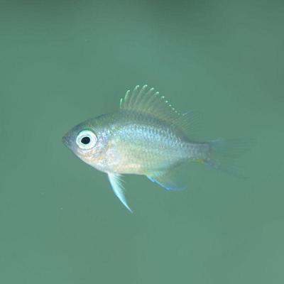 Fingerling - Oxis