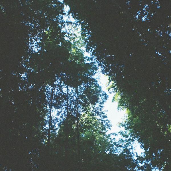 Summer Spent / Tried Living - Ricewine