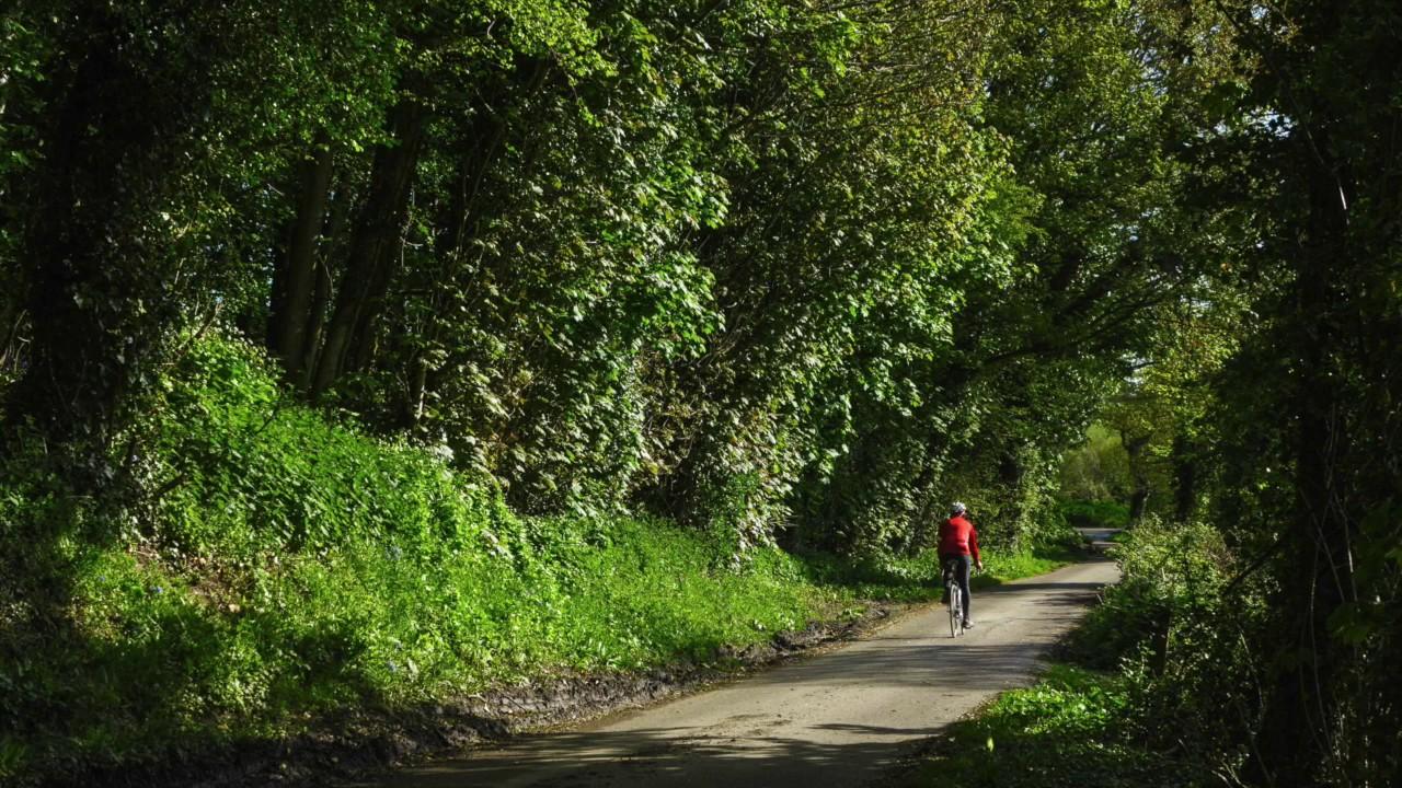 Leafy Lane - Kirsty Hawkshaw