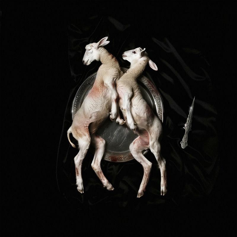 Scarlet Lamb - yunè pinku